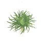 ERIOCAULON SP. "VIETNAM"
