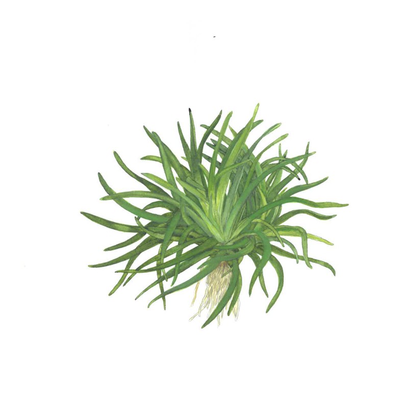 ERIOCAULON SP. "VIETNAM"