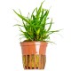 ERIOCAULON SP. "VIETNAM"