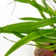 ERIOCAULON SP. "VIETNAM"