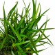 ERIOCAULON SP. "VIETNAM"