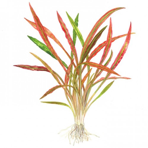 CRYPTOCORYNE SPIRALIS "RED"