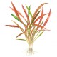 CRYPTOCORYNE SPIRALIS "RED"