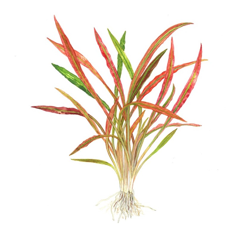 CRYPTOCORYNE SPIRALIS "RED"