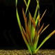 VALLISNERIA AUSTRALIANA CAULESCENS