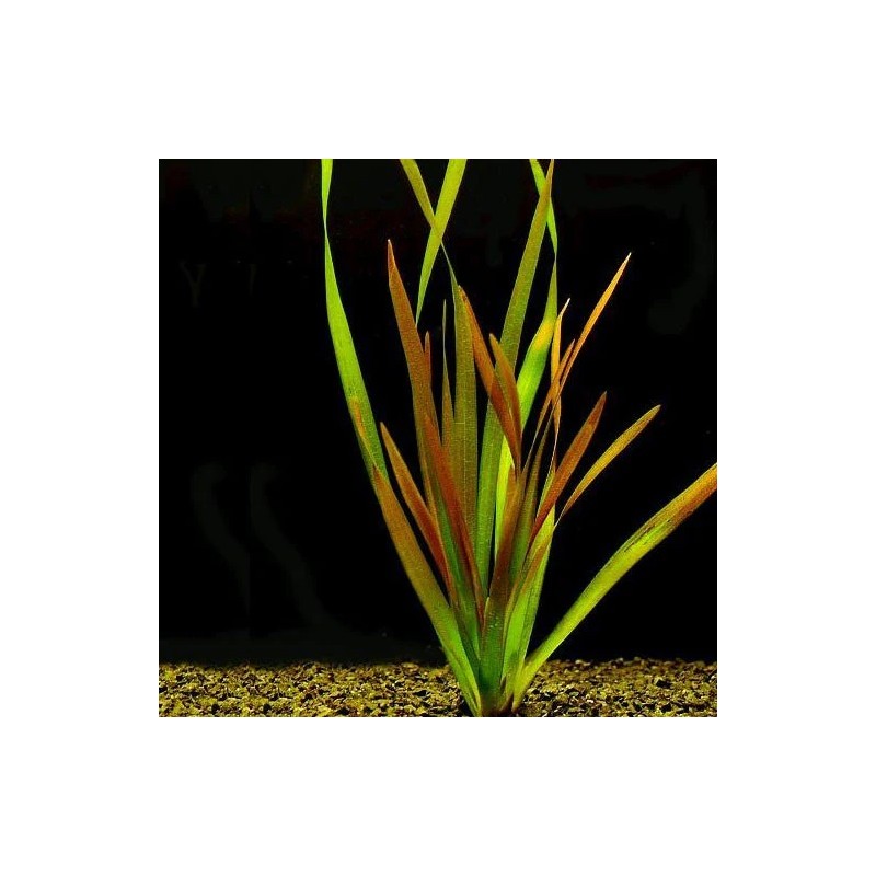 VALLISNERIA AUSTRALIANA CAULESCENS