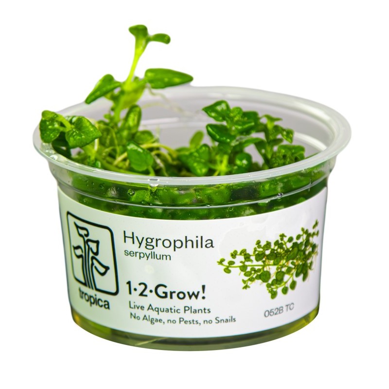 HYGROPHILA SERPYLLUM