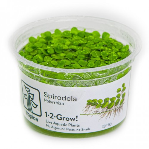 SPIRODELA POLYRRHIZA
