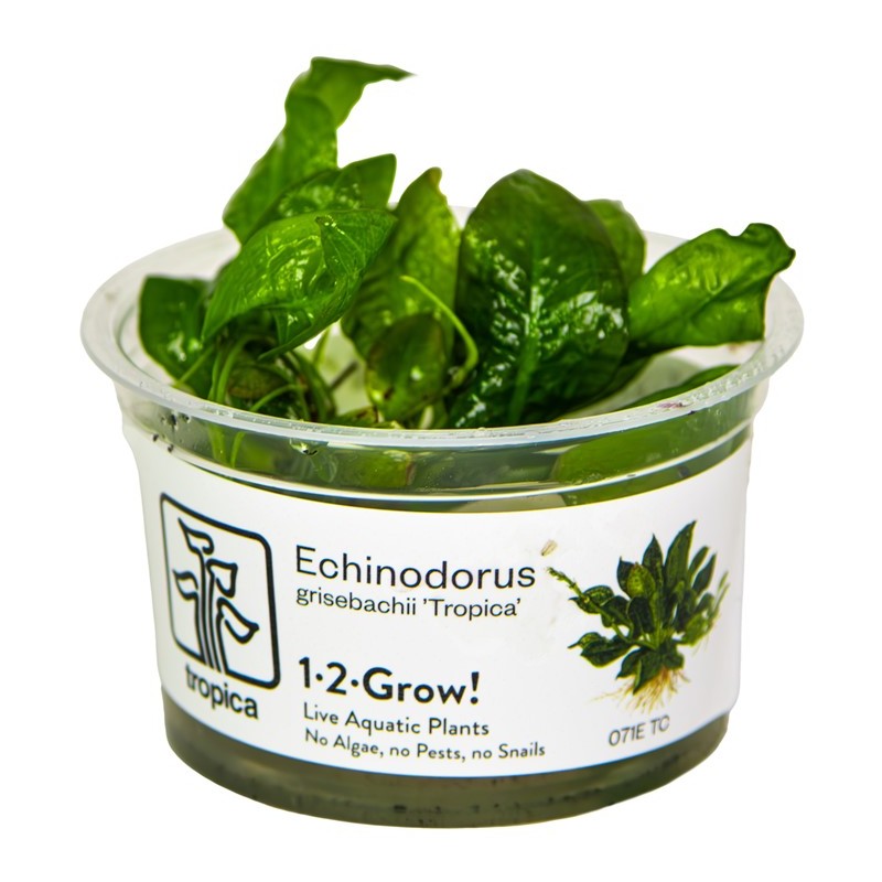 ECHINODORUS  GRISEBACHII 'TROPICA'