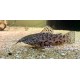 Hoplosternum thoracatum 