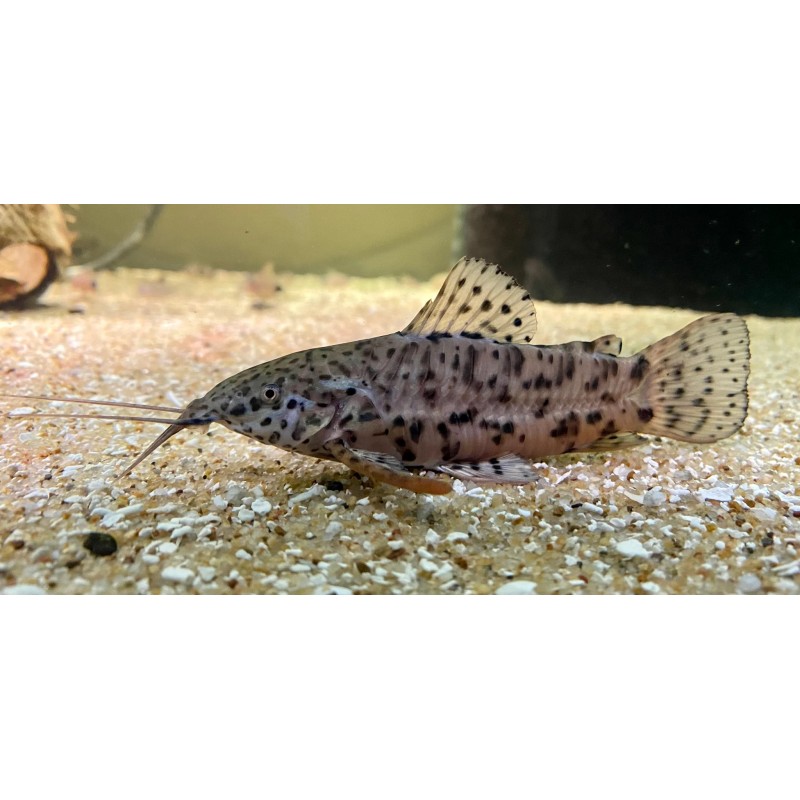 Hoplosternum thoracatum 