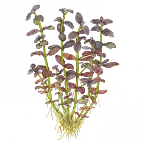BACOPA SALZMANNI "PURPLE"