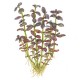 BACOPA SALZMANNI "PURPLE"