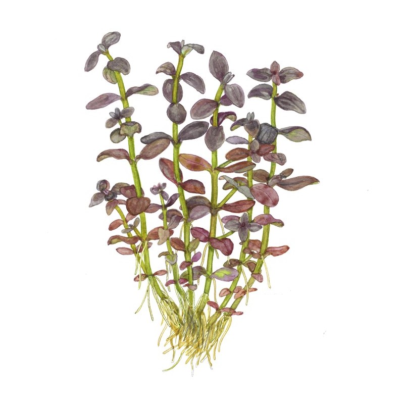 BACOPA SALZMANNI "PURPLE"