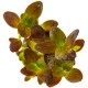 BACOPA SALZMANNI "PURPLE"