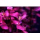 BACOPA SALZMANNI "PURPLE"