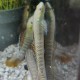 STIPHODON SP. "SAKURA" 