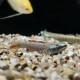 STIPHODON SP. "SAKURA" 