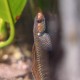 STIPHODON SP. "SAKURA" 