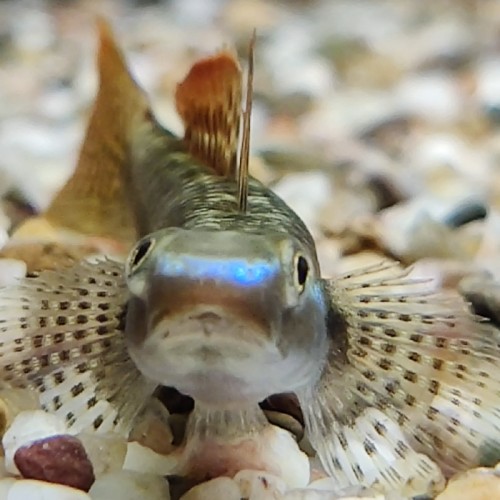 STIPHODON ORNATUS "SAKURA" 
