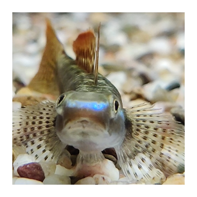 STIPHODON SP. "SAKURA" 