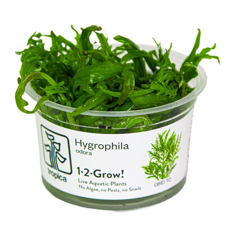 HYGROPHILA ODORA