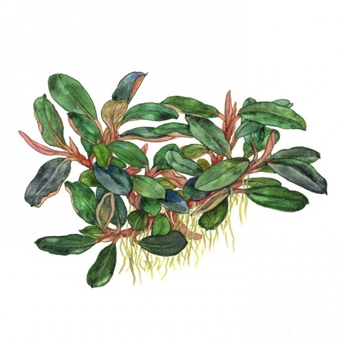 BUCEPHALANDRA SORDIDULA "BLUE" 