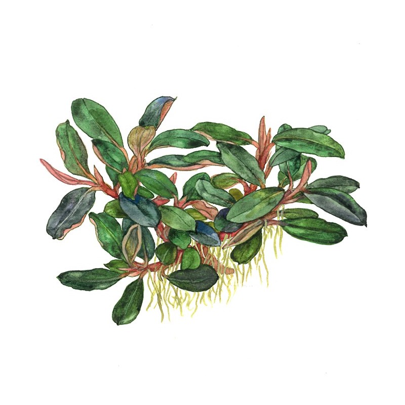 BUCEPHALANDRA SORDIDULA "BLUE"