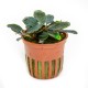 BUCEPHALANDRA SORDIDULA "BLUE"
