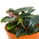 BUCEPHALANDRA SORDIDULA "BLUE"