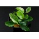ANUBIAS BARTERI VAR. NANA "PINTO"