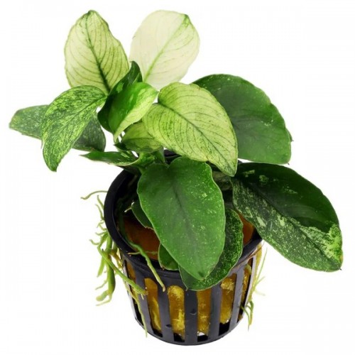 ANUBIAS BARTERI VAR. NANA "PINTO"