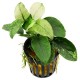 ANUBIAS BARTERI VAR. NANA "PINTO"