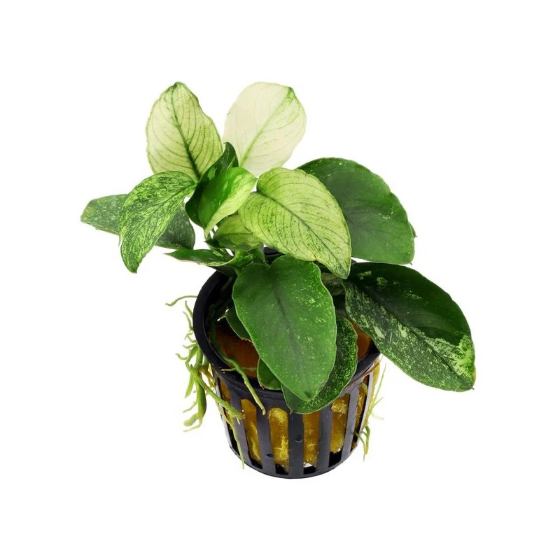 ANUBIAS BARTERI VAR. NANA "PINTO"