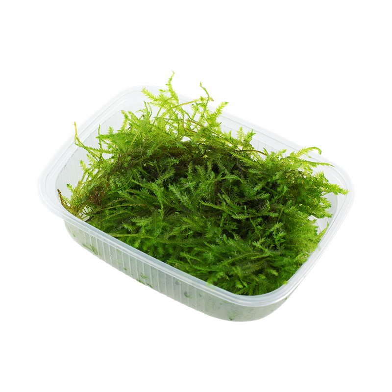 VESICULARIA DUBYANA (CHRISTMAS MOSS)