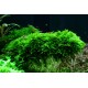 VESICULARIA DUBYANA (CHRISTMAS MOSS)