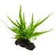 MICROSORUM PTEROPUS NANO WOOD