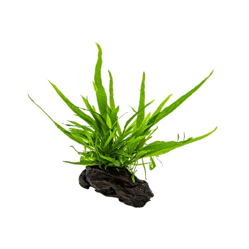 MICROSORUM PTEROPUS NANO WOOD