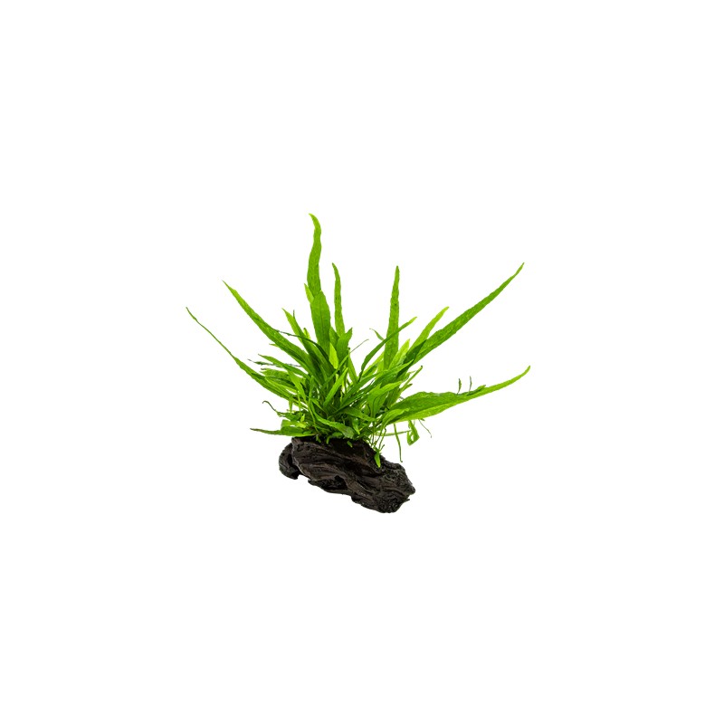 MICROSORUM PTEROPUS NANO WOOD