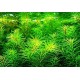 Rotala Boshi