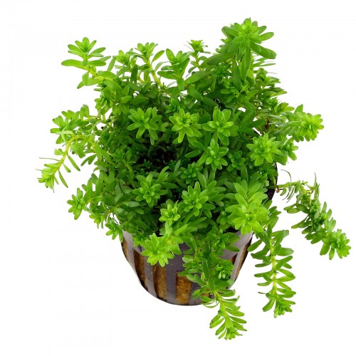 Rotala Boshi 