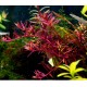 Rotala sp. ‘Colorata’