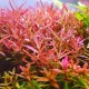 Rotala sp. ‘Colorata’