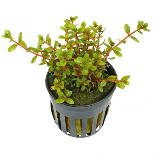 Rotala sp. ‘Colorata’