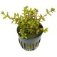 Rotala sp. ‘Colorata’