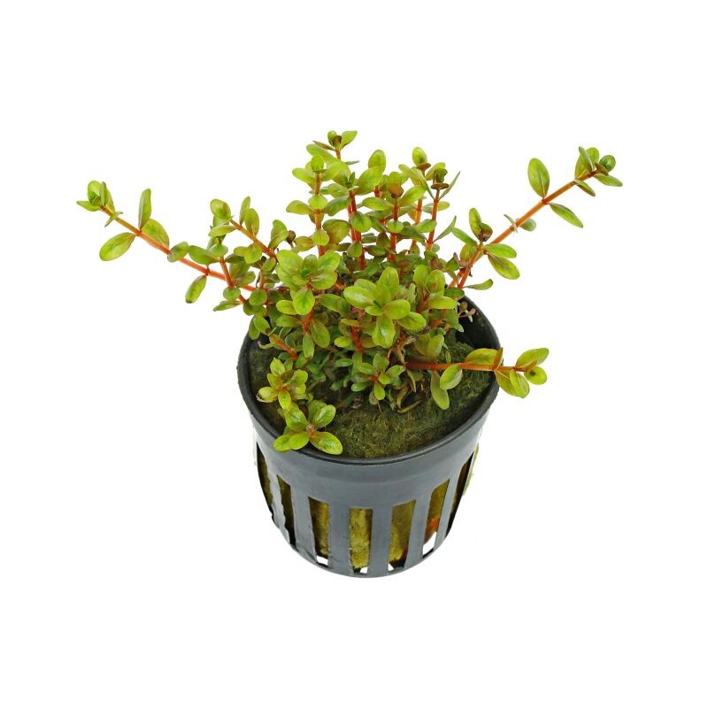 Rotala sp. ‘Colorata’