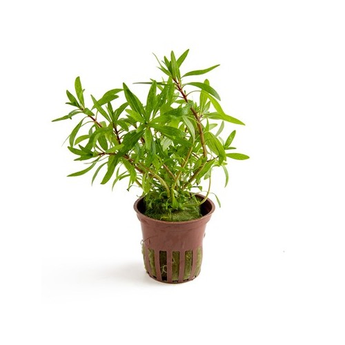 Ludwigia Inclinata ´Curly´
