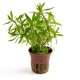 LUDWIGIA INCLINATA CUBA