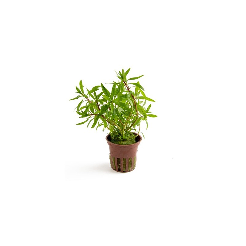 LUDWIGIA INCLINATA CUBA
