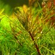 LUDWIGIA INCLINATA ´CURLY´